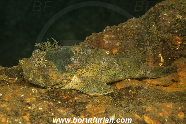 Nanaimo area, Vancouver island, British Columbia, Canada, Pacific ocean, Enophrys bison, Enophrys, Cottidae, Buffalo sculpin, Sculpin, Fish