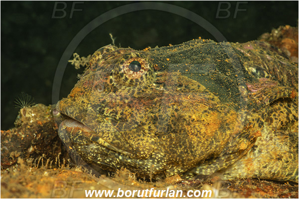 Nanaimo area, Vancouver island, British Columbia, Canada, Pacific ocean, Enophrys bison, Enophrys, Cottidae, Buffalo sculpin, Sculpin, Fish, Portrait