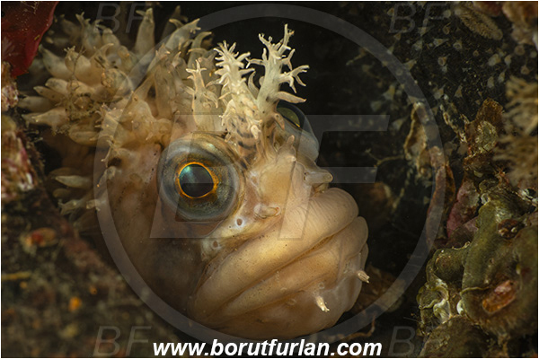 Nanaimo area, Vancouver island, British Columbia, Canada, Pacific ocean, Chirolophis decoratus, Chirolophis, Stichaeidae, Decorated warbonnet, Fish, Portrait