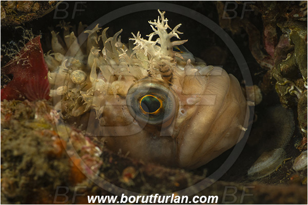 Nanaimo area, Vancouver island, British Columbia, Canada, Pacific ocean, Chirolophis decoratus, Chirolophis, Stichaeidae, Decorated warbonnet, Fish, Portrait