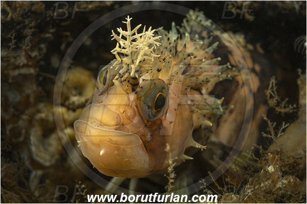 Nanaimo area, Vancouver island, British Columbia, Canada, Pacific ocean, Chirolophis decoratus, Chirolophis, Stichaeidae, Decorated warbonnet, Fish, Portrait