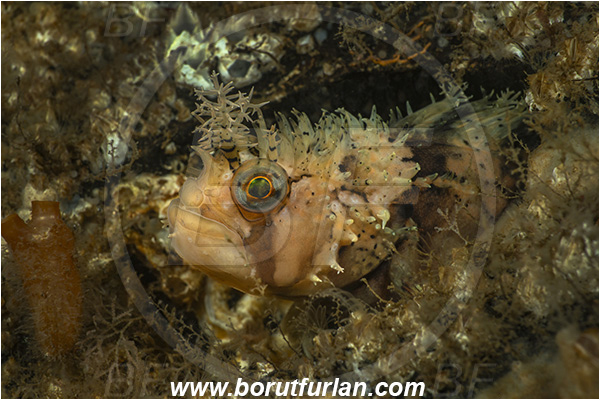 Nanaimo area, Vancouver island, British Columbia, Canada, Pacific ocean, Chirolophis decoratus, Chirolophis, Stichaeidae, Decorated warbonnet, Fish, Portrait