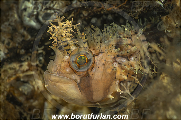 Nanaimo area, Vancouver island, British Columbia, Canada, Pacific ocean, Chirolophis decoratus, Chirolophis, Stichaeidae, Decorated warbonnet, Fish, Portrait