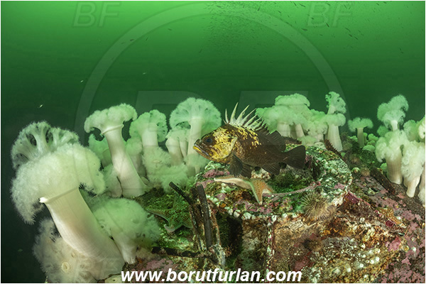 Nanaimo area, Vancouver island, British Columbia, Canada, Pacific ocean, Saskatchewan wreck, Wreck, Sebastes maliger, Sebastes, Sebastidae, Quillback rockfish, Rockfish, Fish, Metridium farcimen, Metridium, Metridiidae, Anthozoa, Cnidaria, Cnidarian, Giant plumose anemone, Anemone