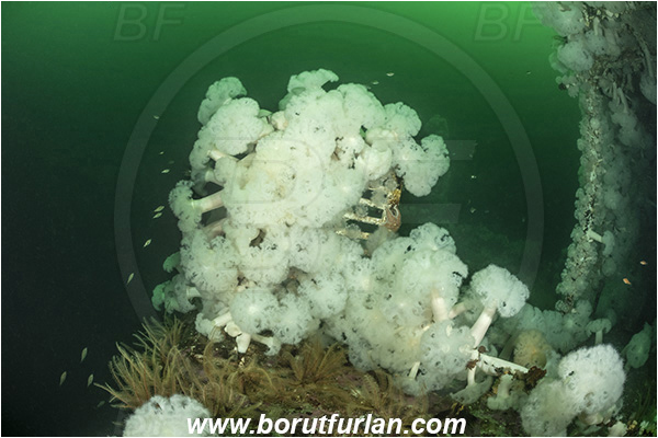 Nanaimo area, Vancouver island, British Columbia, Canada, Pacific ocean, Saskatchewan wreck, Wreck, Metridium farcimen, Metridium, Metridiidae, Anthozoa, Cnidaria, Cnidarian, Giant plumose anemone, Anemone