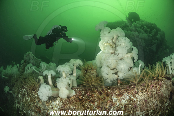 Nanaimo area, Vancouver island, British Columbia, Canada, Pacific ocean, Saskatchewan wreck, Wreck, Metridium farcimen, Metridium, Metridiidae, Anthozoa, Cnidaria, Cnidarian, Giant plumose anemone, Anemone, Diver