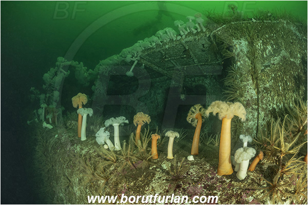 Nanaimo area, Vancouver island, British Columbia, Canada, Pacific ocean, Saskatchewan wreck, Wreck, Metridium farcimen, Metridium, Metridiidae, Anthozoa, Cnidaria, Cnidarian, Giant plumose anemone, Anemone