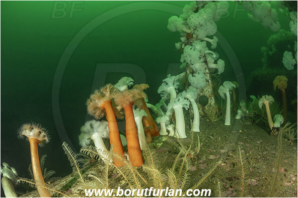 Nanaimo area, Vancouver island, British Columbia, Canada, Pacific ocean, Saskatchewan wreck, Wreck, Metridium farcimen, Metridium, Metridiidae, Anthozoa, Cnidaria, Cnidarian, Giant plumose anemone, Anemone