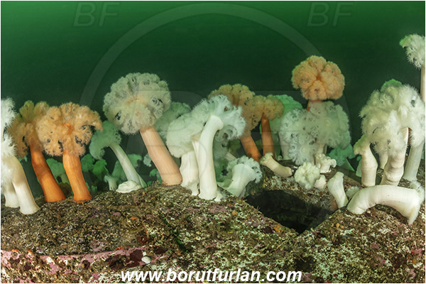 Nanaimo area, Vancouver island, British Columbia, Canada, Pacific ocean, Saskatchewan wreck, Wreck, Metridium farcimen, Metridium, Metridiidae, Anthozoa, Cnidaria, Cnidarian, Giant plumose anemone, Anemone