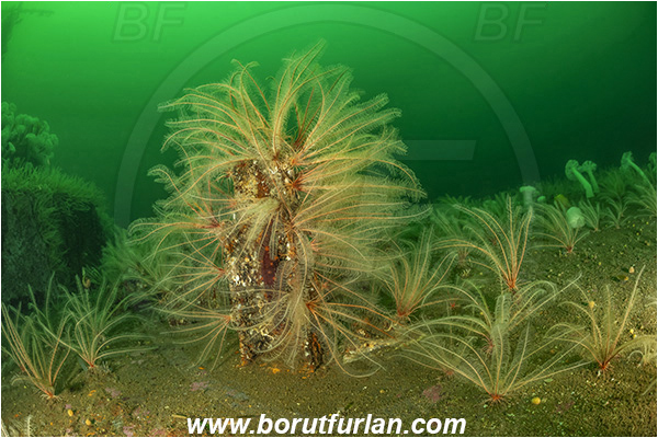 Nanaimo area, Vancouver island, British Columbia, Canada, Pacific ocean, Saskatchewan wreck, Wreck, Florometra serratissima, Florometra, Antedonidae, Crinoidea, Echinodermata, Echinoderm, Common feather star, Feather star