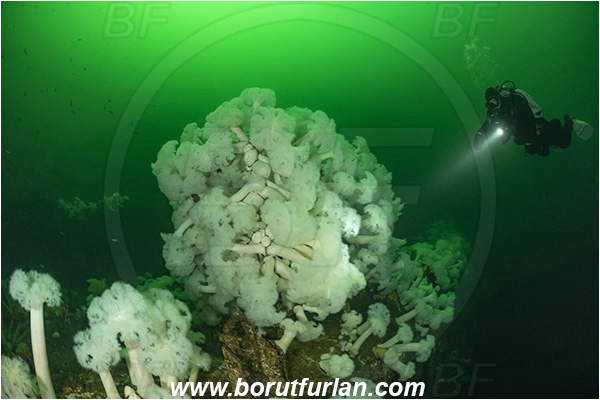 Nanaimo area, Vancouver island, British Columbia, Canada, Pacific ocean, Saskatchewan wreck, Wreck, Metridium farcimen, Metridium, Metridiidae, Anthozoa, Cnidaria, Cnidarian, Giant plumose anemone, Anemone, Diver