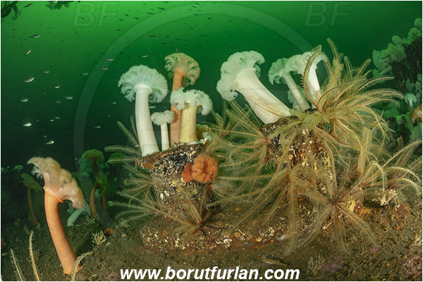 Nanaimo area, Vancouver island, British Columbia, Canada, Pacific ocean, Saskatchewan wreck, Wreck, Metridium farcimen, Metridium, Metridiidae, Anthozoa, Cnidaria, Cnidarian, Giant plumose anemone, Anemone, Florometra serratissima, Florometra, Antedonidae, Crinoidea, Echinodermata, Echinoderm, Common feather star, Feather star