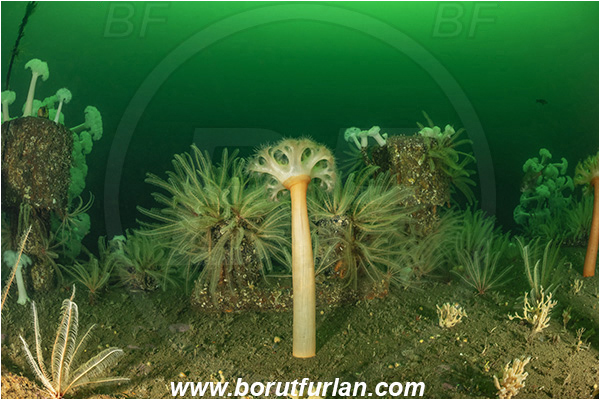 Nanaimo area, Vancouver island, British Columbia, Canada, Pacific ocean, Saskatchewan wreck, Wreck, Metridium farcimen, Metridium, Metridiidae, Anthozoa, Cnidaria, Cnidarian, Giant plumose anemone, Anemone, Florometra serratissima, Florometra, Antedonidae, Crinoidea, Echinodermata, Echinoderm, Common feather star, Feather star