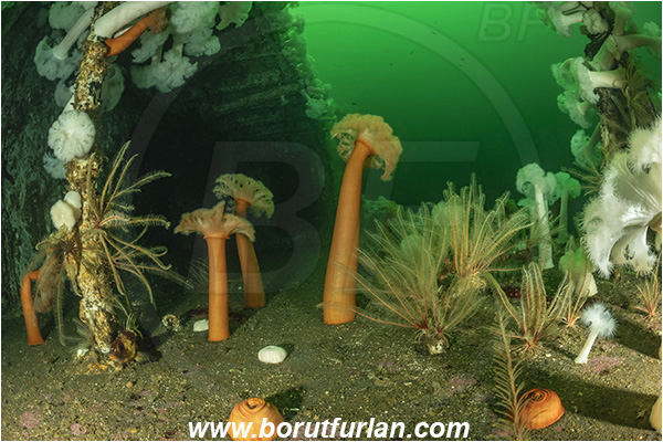 Nanaimo area, Vancouver island, British Columbia, Canada, Pacific ocean, Saskatchewan wreck, Wreck, Metridium farcimen, Metridium, Metridiidae, Anthozoa, Cnidaria, Cnidarian, Giant plumose anemone, Anemone, Florometra serratissima, Florometra, Antedonidae, Crinoidea, Echinodermata, Echinoderm, Common feather star, Feather star