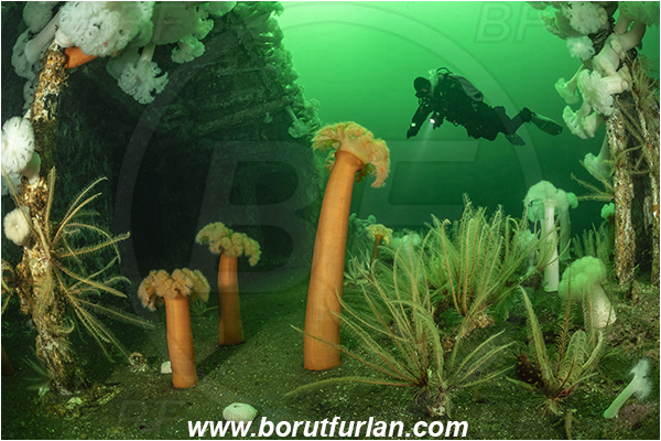 Nanaimo area, Vancouver island, British Columbia, Canada, Pacific ocean, Saskatchewan wreck, Wreck, Metridium farcimen, Metridium, Metridiidae, Anthozoa, Cnidaria, Cnidarian, Giant plumose anemone, Anemone, Florometra serratissima, Florometra, Antedonidae, Crinoidea, Echinodermata, Echinoderm, Common feather star, Feather star, Diver
