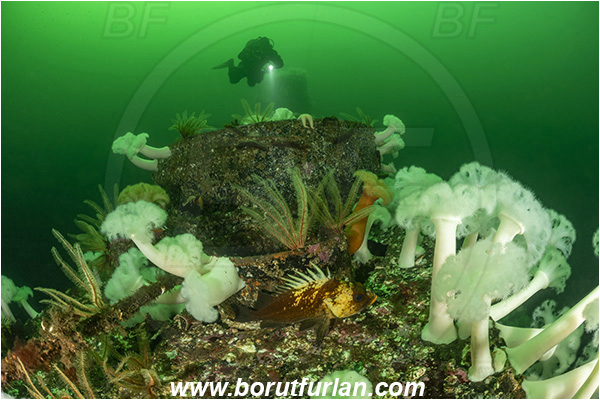 Nanaimo area, Vancouver island, British Columbia, Canada, Pacific ocean, Saskatchewan wreck, Wreck, Metridium farcimen, Metridium, Metridiidae, Anthozoa, Cnidaria, Cnidarian, Giant plumose anemone, Anemone, Diver