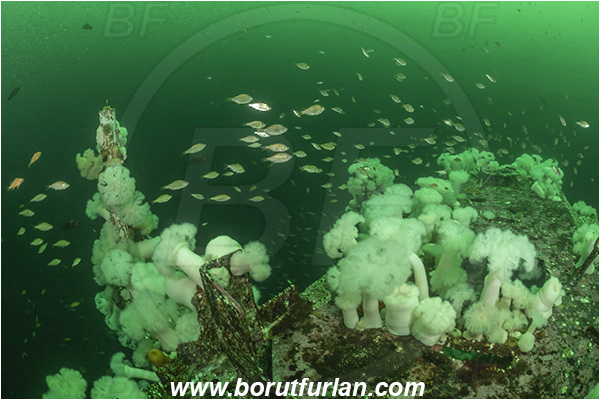 Nanaimo area, Vancouver island, British Columbia, Canada, Pacific ocean, Saskatchewan wreck, Wreck, Metridium farcimen, Metridium, Metridiidae, Anthozoa, Cnidaria, Cnidarian, Giant plumose anemone, Anemone, Fish school, Fish