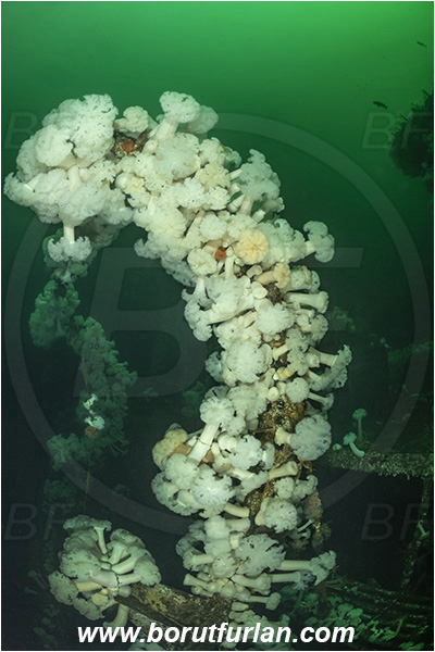 Nanaimo area, Vancouver island, British Columbia, Canada, Pacific ocean, Saskatchewan wreck, Wreck, Metridium farcimen, Metridium, Metridiidae, Anthozoa, Cnidaria, Cnidarian, Giant plumose anemone, Anemone