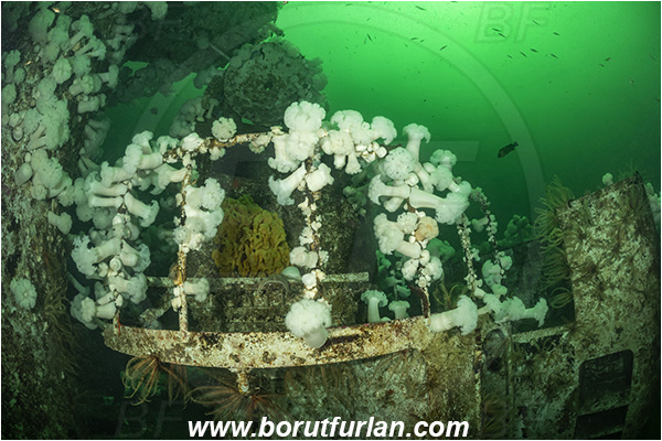 Nanaimo area, Vancouver island, British Columbia, Canada, Pacific ocean, Saskatchewan wreck, Wreck, Metridium farcimen, Metridium, Metridiidae, Anthozoa, Cnidaria, Cnidarian, Giant plumose anemone, Anemone