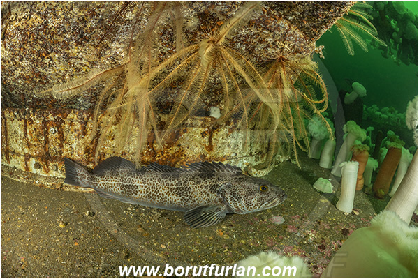 Port Hardy area, Vancouver island, British Columbia, Canada, Pacific ocean, Saskatchewan wreck, Wreck, Ophiodon elongatus, Ophiodon, Hexagrammidae, Lingcod, Fish