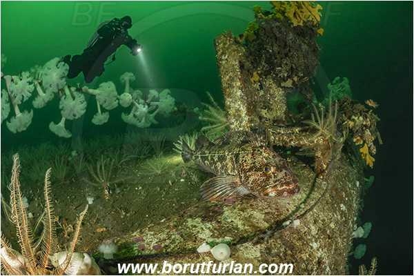 Port Hardy area, Vancouver island, British Columbia, Canada, Pacific ocean, Saskatchewan wreck, Wreck, Ophiodon elongatus, Ophiodon, Hexagrammidae, Lingcod, Fish, Metridium farcimen, Metridium, Metridiidae, Anthozoa, Cnidaria, Cnidarian, Giant plumose anemone, Anemone, Diver