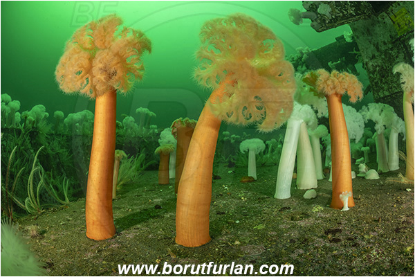 Nanaimo area, Vancouver island, British Columbia, Canada, Pacific ocean, Saskatchewan wreck, Wreck, Metridium farcimen, Metridium, Metridiidae, Anthozoa, Cnidaria, Cnidarian, Giant plumose anemone, Anemone