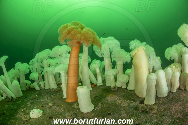 Nanaimo area, Vancouver island, British Columbia, Canada, Pacific ocean, Saskatchewan wreck, Wreck, Metridium farcimen, Metridium, Metridiidae, Anthozoa, Cnidaria, Cnidarian, Giant plumose anemone, Anemone