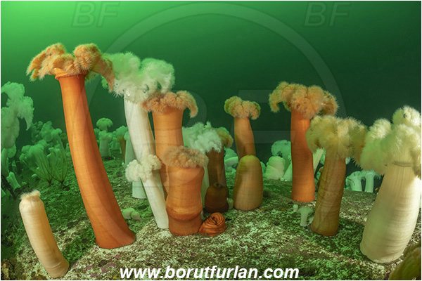 Nanaimo area, Vancouver island, British Columbia, Canada, Pacific ocean, Saskatchewan wreck, Wreck, Metridium farcimen, Metridium, Metridiidae, Anthozoa, Cnidaria, Cnidarian, Giant plumose anemone, Anemone