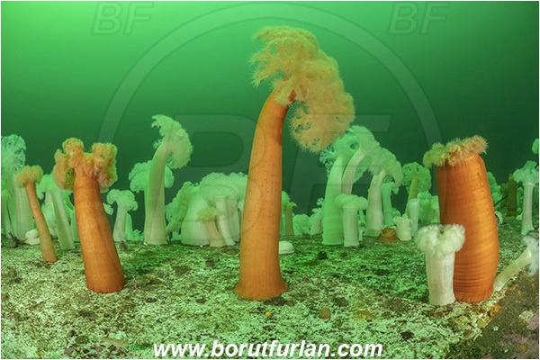 Nanaimo area, Vancouver island, British Columbia, Canada, Pacific ocean, Saskatchewan wreck, Wreck, Metridium farcimen, Metridium, Metridiidae, Anthozoa, Cnidaria, Cnidarian, Giant plumose anemone, Anemone