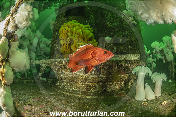 Nanaimo area, Vancouver island, British Columbia, Canada, Pacific ocean, Saskatchewan wreck, Wreck, Sebastes ruberrimus, Sebastes, Sebastidae, Yelloweye rockfish, Rockfish, Fish