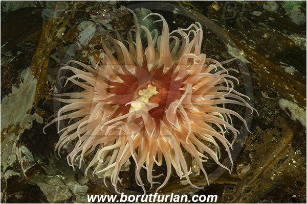 Port Hardy area, Vancouver island, British Columbia, Canada, Pacific ocean, Urticina piscivora, Urticina, Actiniidae, Anthozoa, Cnidaria, Cnidarian, Fish-eating Anemone, Anemone