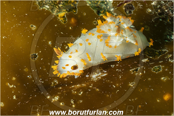 Port Hardy area, Vancouver island, British Columbia, Canada, Pacific ocean, Triopha catalinae, Triopha, Polyceridae, Gastropoda, Mollusca, Mollusc, Clown nudibranch, Nudibranch