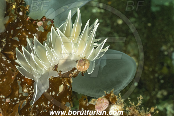 Port Hardy area, Vancouver island, British Columbia, Canada, Pacific ocean, Dirona albolineata, Dirona, Dironidae, Gastropoda, Mollusca, Mollusc, White-lined Dirona, Frosted nudibranch, Nudibranch