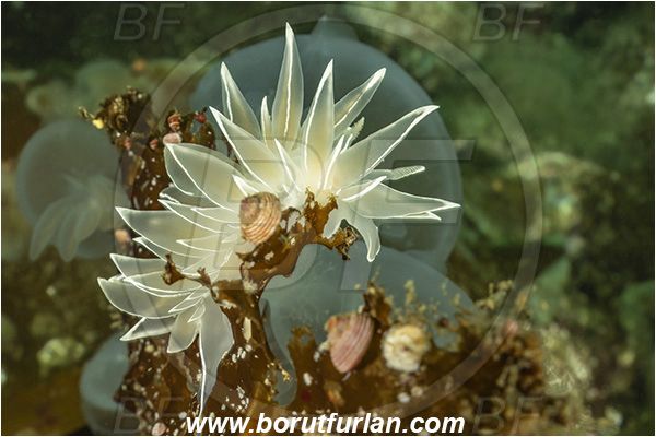 Port Hardy area, Vancouver island, British Columbia, Canada, Pacific ocean, Dirona albolineata, Dirona, Dironidae, Gastropoda, Mollusca, Mollusc, White-lined Dirona, Frosted nudibranch, Nudibranch