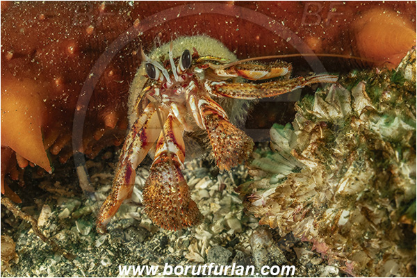 Port Hardy area, Vancouver island, British Columbia, Canada, Pacific ocean, Pagurus armatus, Pagurus, Paguridae, Decapoda, Crustacea, Crustacean, Blackeyed hermit crab, Hermit crab