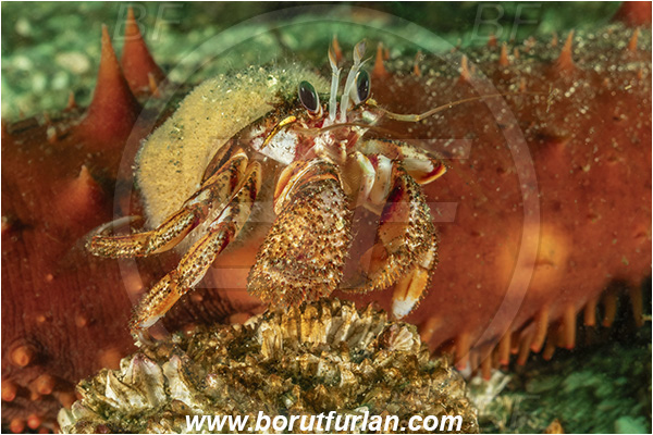 Port Hardy area, Vancouver island, British Columbia, Canada, Pacific ocean, Pagurus armatus, Pagurus, Paguridae, Decapoda, Crustacea, Crustacean, Blackeyed hermit crab, Hermit crab