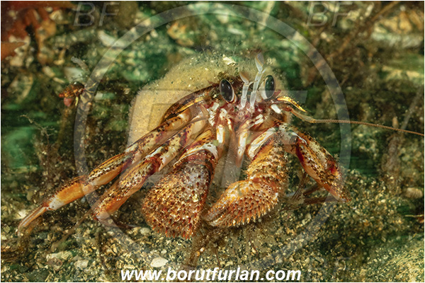 Port Hardy area, Vancouver island, British Columbia, Canada, Pacific ocean, Pagurus armatus, Pagurus, Paguridae, Decapoda, Crustacea, Crustacean, Blackeyed hermit crab, Hermit crab