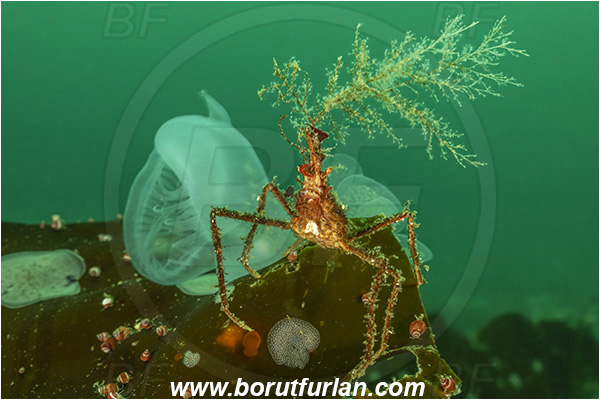 Port Hardy area, Vancouver island, British Columbia, Canada, Pacific ocean, Oregonia gracilis, Oregonia, Oregoniidae, Decapoda, Crustacea, Crustacean, Graceful decorator crab, Crab