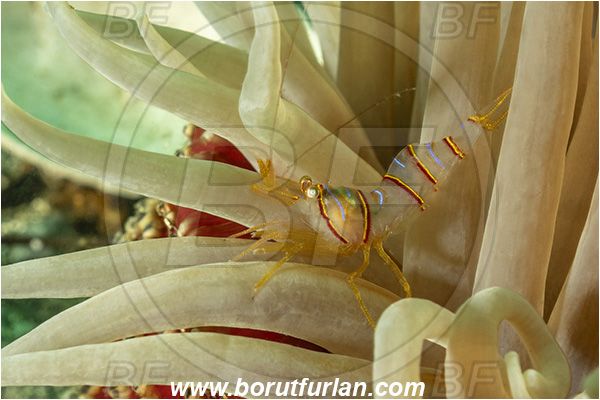 Port Hardy, Vancouver island, British Columbia, Canada, Pacific ocean, Lebbeus grandimanus, Lebbeus, Thoridae, Decapoda, Crustacea, Crustacean, Candy-striped shrimp, Shrimp