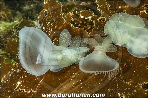 Port Hardy area, Vancouver island, British Columbia, Canada, Pacific ocean, Melibe leonina, Melibe, Tethydidae, Gastropoda, Mollusca, Mollusc, Hooded nudibranch, Nudibranch