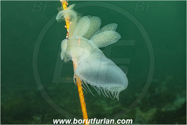 Port Hardy area, Vancouver island, British Columbia, Canada, Pacific ocean, Melibe leonina, Melibe, Tethydidae, Gastropoda, Mollusca, Mollusc, Hooded nudibranch, Nudibranch