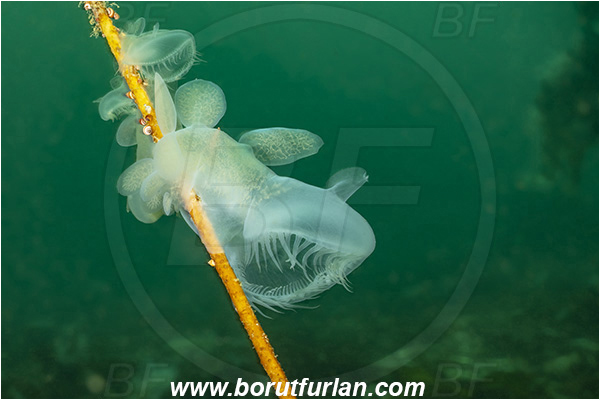 Port Hardy area, Vancouver island, British Columbia, Canada, Pacific ocean, Melibe leonina, Melibe, Tethydidae, Gastropoda, Mollusca, Mollusc, Hooded nudibranch, Nudibranch