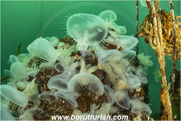 Port Hardy area, Vancouver island, British Columbia, Canada, Pacific ocean, Melibe leonina, Melibe, Tethydidae, Gastropoda, Mollusca, Mollusc, Hooded nudibranch, Nudibranch