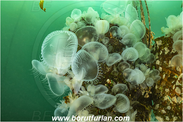 Port Hardy area, Vancouver island, British Columbia, Canada, Pacific ocean, Melibe leonina, Melibe, Tethydidae, Gastropoda, Mollusca, Mollusc, Hooded nudibranch, Nudibranch