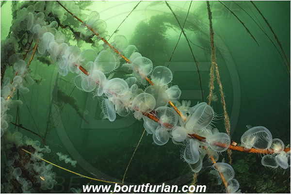 Port Hardy area, Vancouver island, British Columbia, Canada, Pacific ocean, Melibe leonina, Melibe, Tethydidae, Gastropoda, Mollusca, Mollusc, Hooded nudibranch, Nudibranch, Kelp