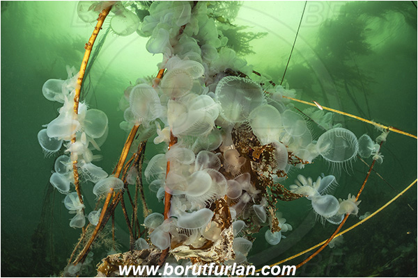 Port Hardy area, Vancouver island, British Columbia, Canada, Pacific ocean, Melibe leonina, Melibe, Tethydidae, Gastropoda, Mollusca, Mollusc, Hooded nudibranch, Nudibranch, Kelp