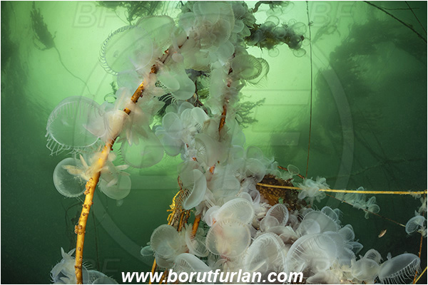 Port Hardy area, Vancouver island, British Columbia, Canada, Pacific ocean, Melibe leonina, Melibe, Tethydidae, Gastropoda, Mollusca, Mollusc, Hooded nudibranch, Nudibranch, Kelp