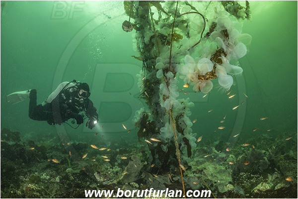 Port Hardy area, Vancouver island, British Columbia, Canada, Pacific ocean, Melibe leonina, Melibe, Tethydidae, Gastropoda, Mollusca, Mollusc, Hooded nudibranch, Nudibranch, Kelp, Diver, Fish school