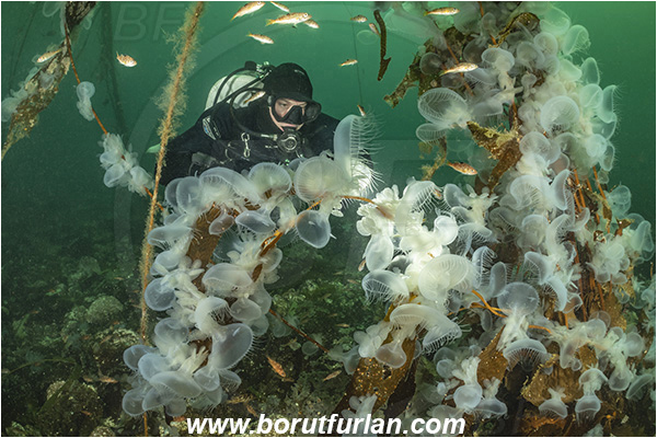 Port Hardy area, Vancouver island, British Columbia, Canada, Pacific ocean, Melibe leonina, Melibe, Tethydidae, Gastropoda, Mollusca, Mollusc, Hooded nudibranch, Nudibranch, Kelp, Diver, Fish school