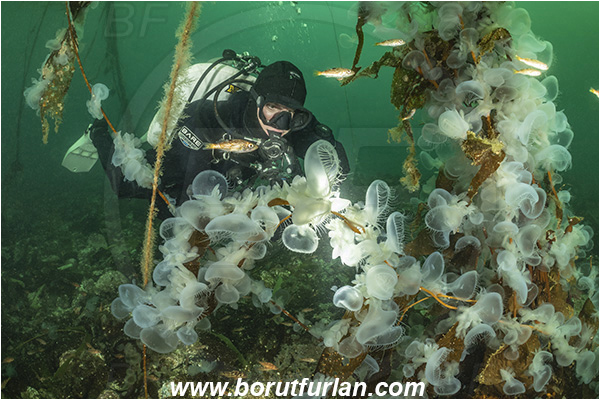 Port Hardy area, Vancouver island, British Columbia, Canada, Pacific ocean, Melibe leonina, Melibe, Tethydidae, Gastropoda, Mollusca, Mollusc, Hooded nudibranch, Nudibranch, Kelp, Diver